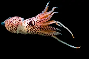 Mexico Prints: Cock-eyed Squid (Histoteuthis corona)