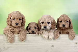 Prints of Cockapoo puppies, 7 weeks old, looking over a fence : Four Cockapoo Puppy Dogs Looking Over a Fence