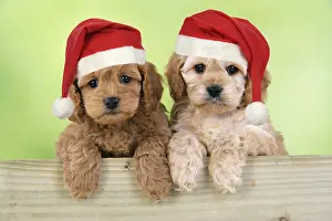 Studio Prints: Cockapoo Puppy Dogs Wearing Santa Claus Hats, Christmas