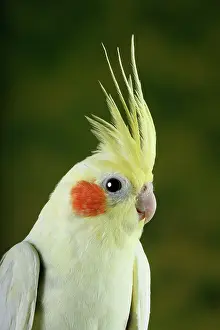 Morph Prints: Cockatiel (Nymphicus hollandicus)