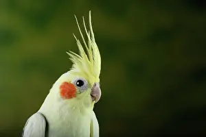 Morph Prints: Cockatiel (Nymphicus hollandicus)