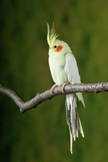 Morph Prints: Cockatiel (Nymphicus hollandicus)