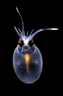 Cockatoo Prints: Cockatoo Squid