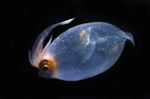 Cockatoo Prints: Cockatoo Squid