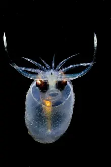 Cockatoo Prints: Cockatoo Squid
