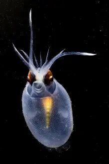 Photophores Prints: Cockatoo Squid