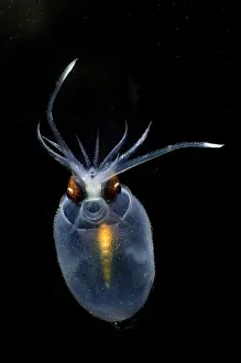 Photophores Prints: Cockatoo Squid