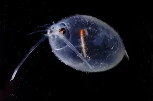 Photophores Prints: Cockatoo Squid