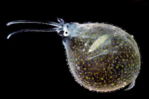 Cephalopod Prints: Cockatoo Squid