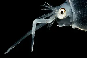 Form Prints: Cockatoo squid (Cranchia scabra)
