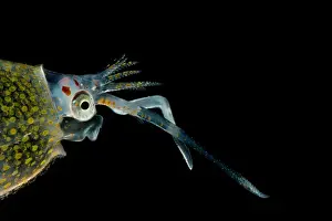 Transparent Prints: Cockatoo squid (Cranchia scabra)