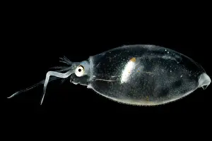Cephalopod Prints: Cockatoo squid (Cranchia scabra)