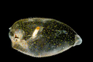 Cephalopod Prints: Cockatoo squid (Cranchia scabra)