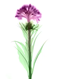 Horticulture Prints: Cockscombs Flower, X-ray