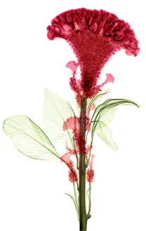 Horticulture Prints: Cockscombs Flower, X-ray