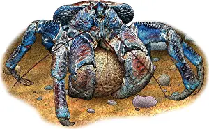 Robber Prints: Coconut Crab