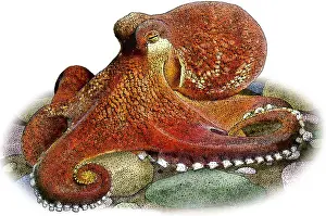 Cephalopod Prints: Coconut Octopus