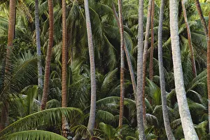 Nature Prints: Coconut Palms