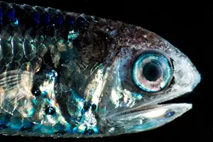 Fish Prints: Coco's Lanternfish (Gonichthys cocco)