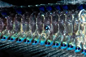 Mexico Prints: Coco's Lanternfish (Gonichthys cocco)