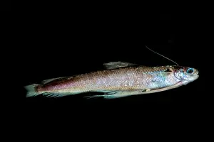 Bathypelagic Prints: Codlet, Bregmacerotidae