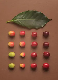 Pattern Prints: Coffee Beans