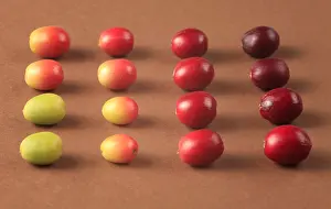 Green Prints: Coffee Beans