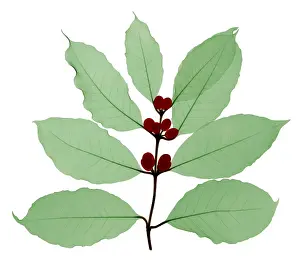 Leaf Prints: Coffee Branch, X-ray