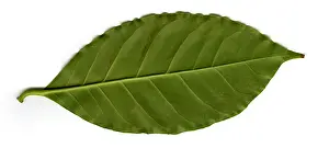 Foods Prints: Coffee Leaf (Coffea sp.), underside