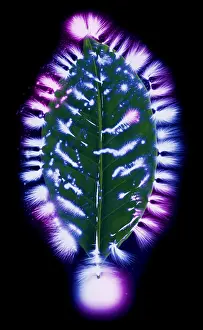 Mixed Science Images Prints: Coffee Leaf, Kirlian Image