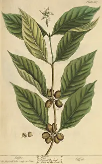 Illustrator Prints: Coffee, Medicinal Plant, 1737
