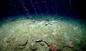 Bubble Prints: Cold Seep, Methane from Atlantic Sea Floor