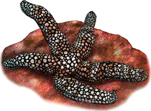 Star Prints: Colemans Nippled Star