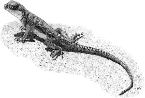 Lizards Prints: Collared Lizard