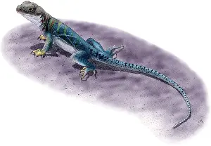Lizards Prints: Collared Lizard