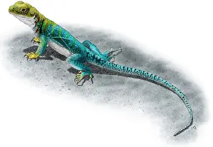 Lizards Prints: Collared Lizard