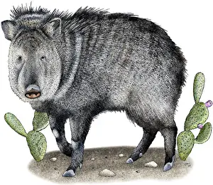 Images Dated 11th December 2011: Collared Peccary