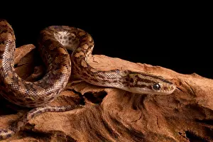 Nonvenomous Prints: Colombian Rainbow Boa (Epicrates maurus)