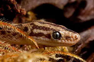 Nonvenomous Prints: Colombian Rainbow Boa (Epicrates maurus)