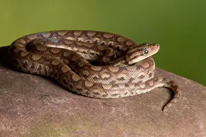 Coiled Prints: Colombian Rainbow Boa (Epicrates maurus )