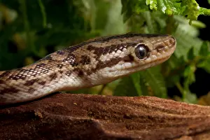 Nonvenomous Prints: Colombian Rainbow Boa (Epicrates maurus)