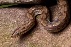 Nonvenomous Prints: Colombian Rainbow Boa (Epicrates maurus )
