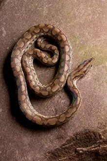 Coiled Prints: Colombian Rainbow Boa (Epicrates maurus)