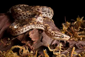 Nonvenomous Prints: Colombian Rainbow Boa (Epicrates maurus)