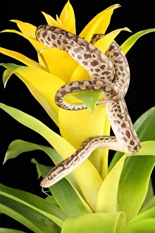 Coiled Prints: Colombian Rainbow Boa (Epicrates maurus)