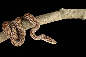 Coiled Prints: Colombian Rainbow Boa (Epicrates maurus)