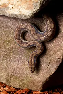Rock Prints: Colombian Rainbow Boa (Epicrates maurus )