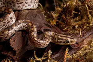 Serpentes Prints: Colombian Rainbow Boa (Epicrates maurus)