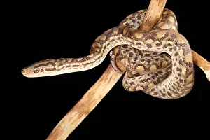 Snake Prints: Colombian Rainbow Boa (Epicrates maurus)