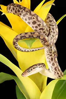 Snake Prints: Colombian Rainbow Boa (Epicrates maurus)